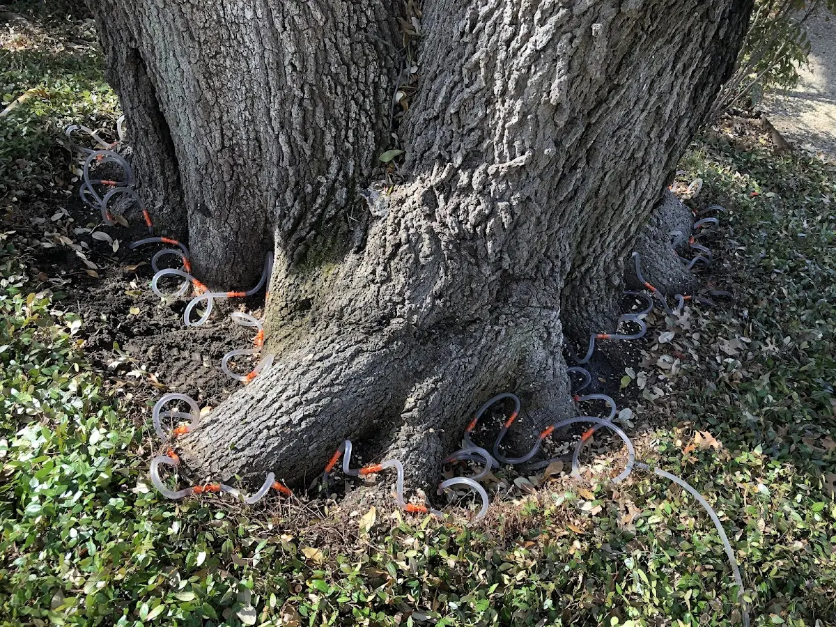 Detailed Tree Cabling and Bracing job site in Toughkenamon
