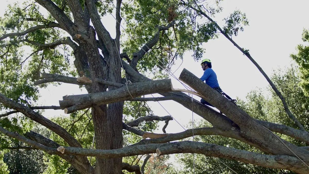 Professional Crown Thinning performed by certified arborists in Toughkenamon
