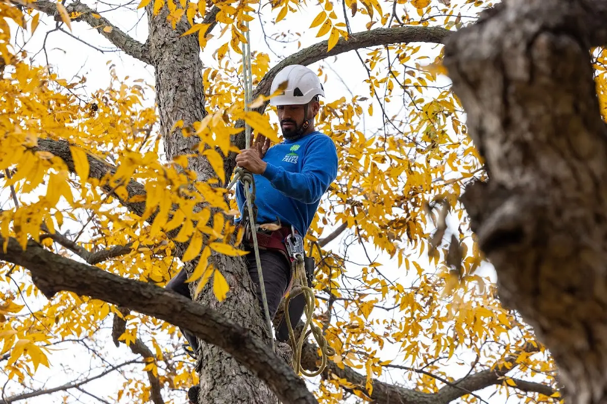 Skilled Storm Damage Cleanup crew working in Toughkenamon